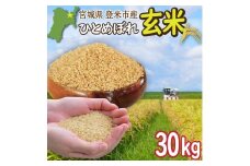 ＜先行予約！2025年9月末より順次発送予定＞≪令和7年産・新米≫  宮城県登米市産 ひとめぼれ 玄米 30kg お米 おこめ 米 白米 コメ ご飯 ごはん おにぎり お弁当 ブランド米【有限会社伊豆沼農産】tm408