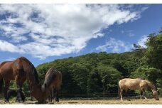 馬のお世話体験とふれあい乗馬【 親子 】 体験 アクティビティ レジャー キッズ 夏休み 旅行 馬 八丸牧場 宮城県 東松島市 オンラインワンストップ 申請 自治体マイページ