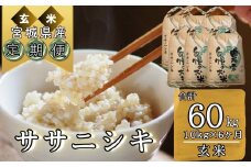 【令和6年産】 【新米】 ササニシキ（玄米）合計60kg 10kg 6ヵ月定期便（10kg×6回） 【定期便】宮城県 東松島市 米 こめ オンラインワンストップ 対応 自治体マイページ ささにしき G
