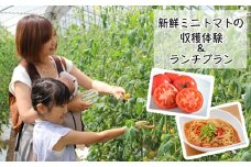 (01812)新鮮ミニトマトの収穫体験＆ランチプラン