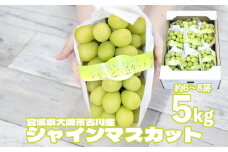 (09801)宮城県大崎市産　シャインマスカット5kg