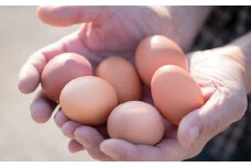 蔵王鶏園　眠れる森のたまご　朝採れ卵５０個＋自家製マヨネーズ＋ドレッシングセット　【04301-0181】