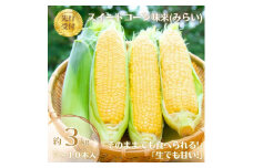 ＜先行受付2025年＞とうもろこし味来(みらい　約3.0kg)　数量限定【1451274】