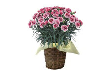 ＜母の日ギフト＞柴田ポットカーネーション (複色系・5号鉢) 母の日 プレゼント ギフト 花 鉢植え プレゼント フラワーセット 【しばたの未来】 sh017-C