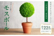 観葉植物 モスボール＜縦110mm・横110mm・高さ220mm＞ 苔 コケ テラモス インテリア 植物 【結び】sh026