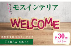 モスインテリア「WELCOME」(フクシャ) ＜横300mm・高さ80mm・幅15mm＞ 観葉植物  苔 コケ テラモス インテリア 植物 【結び】 sh027-A