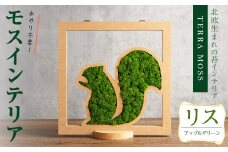 モスインテリア「リス」(アップルグリーン) ＜横200mm・高さ200mm・幅15mm＞ 観葉植物  苔 コケ テラモス インテリア 植物 【結び】 sh028-B