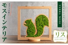 モスインテリア「リス」(スプリンググリーン) ＜横200mm・高さ200mm・幅15mm＞ 観葉植物  苔 コケ テラモス インテリア 植物 【結び】 sh028-A