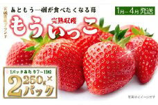 【完熟収穫】いちご　もういっこ　250g×2パック　【04324-0204】