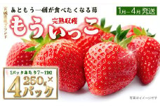 【完熟収穫】いちご　もういっこ　250g×4パック　【04324-0319】
