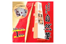 丸森町産 自然薯1kg 専用化粧箱入り レシピ集付き｜冬季限定 贈り物へもぴったり！ドドーンと1kgお届け  【12103】