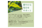 ひっぽの桑茶5袋セット