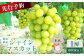 【2025年先行予約】《2025年10月上旬～11月下旬出荷》 宮城県丸森町産 シャインマスカット　1房(1房 600g以上)