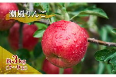 旬のおすすめ 潮風りんご 約3kg×1箱（目安：7～9玉） 【結城果樹園】