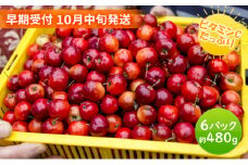 【 早期受付 10月中旬発送 】生アセロラ 果実（酸味種）6パック入＜オンライン決済限定＞