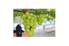 ＜2025年　秋発送分＞～シャインマスカット～　2～3房(約1.1kg)Domaine MARUTA【1449581】
