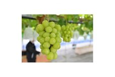＜2025年　秋発送分＞～シャインマスカット～　約600g　Domaine MARUTA【1449582】