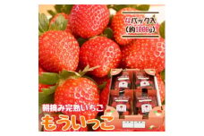 山元いちご農園 朝採り完熟いちご もういっこ 1.0kg(250g×4パック)【1475586】