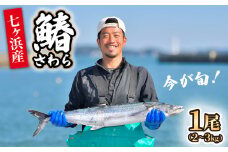 《 期間限定 / 数量限定 》七ヶ浜産 サワラ 鰆 1尾 ( 2〜3kg ) 《10月〜11月発送》｜ 宮城県 七ヶ浜町 漁協 漁師 七ヶ浜 さわら 刺身 西京焼き ムニエル 和食 焼き魚 国産 天然 新鮮 ｜jf-sw01-R6