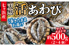 活あわび 約 500g (2～4個) 活きたままお届け！ 冷蔵 蝦夷 あわび 国産 サイズおまかせ｜ 七ヶ浜 漁協 鮑 高級 ステーキ アワビ 刺身 漁港直送 天然 新鮮 お造り 蒸し 姿煮 バター焼き お取り寄せ 宮城県 七ヶ浜町 ｜ jf-aw500-r6pd