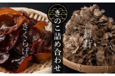 七つ森ふもと舞茸  詰め合わせギフトセット Mサイズ まいたけ マイタケ きくらげ きのこセット 農家直送 天ぷら すき焼き 炊き込みご飯 宮城県産 ギフト 詰め合わせ【株式会社七つ森ふもと舞茸】ta326