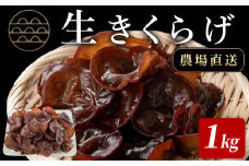 ＜先行予約受付中！R6年6月から順次発送予定＞【数量限定】生きくらげ 1kg  農家直送 八宝菜 ラーメン 炒め物 木耳 キクラゲ 宮城県産【株式会社七つ森ふもと舞茸】ta412