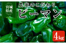 ＜先行予約受付中！2024年7月中旬から順次発送予定＞こだわりピーマン 4kg 京ひかり ピーマンの肉詰め チンジャオロース 青椒肉絲 野菜炒め 国産 宮城県産【JA新みやぎ】ta415