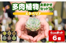 多肉植物 おまかせセット ＜6個＞ 6cmポット エケベリア アソート セット 観葉植物 インテリア 多肉 植物 ビザールプランツ 【ゆうゆうグリーン】ta551