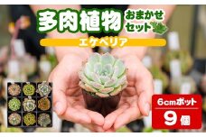 多肉植物 おまかせセット ＜9個＞ 6cmポット エケベリア アソート セット 観葉植物 インテリア 多肉 植物 ビザールプランツ 【ゆうゆうグリーン】ta552