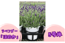 ラベンダー「ほのか」5号鉢　【花】　お届け：2024年5月中旬頃～