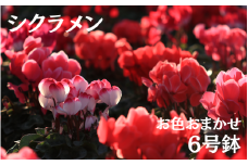 シクラメン (お色おまかせ)  6号鉢　【花】 ※11月下旬～12月上旬頃発送