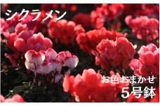 シクラメン (お色おまかせ)  5号鉢　【花】　＜11月上旬～11月下旬頃発送＞