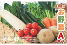黄金の郷 季節のお野菜 お楽しみAセット / 野菜 やさい セット 詰め合わせ 旬 新鮮 産地直送 朝採れ ※配送不可地域あり