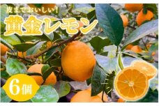 皮まで美味しい 黄金レモン 6個セット | レモン れもん 檸檬 柑橘 フルーツ 果物 くだもの 国産 高糖度 酸味 産地直送 送料無料 ※1月上旬～2月下旬頃に順次発送予定