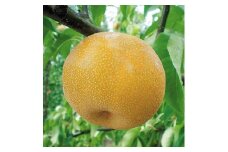 北浦梨 豊水５kg（9～12玉）（9／15～順次発送）