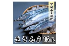 生さんま　15尾【1642728】