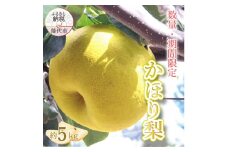 【数量・期間限定】幻の梨 「かほり梨」 5kg［2025年10月上旬から出荷予定］ 秋田県 能代市 香り 梨 大玉 フルーツ 果物 幻 貴重 希少