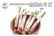 【2月～3月期間限定出荷】白神山うど 3L 2L 秋田県 能代市 山菜