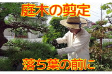 秋田県 能代市 空き家管理 庭木の剪定 故郷の庭木の枝や葉をキレイに剪定します 対象地域：能代市
