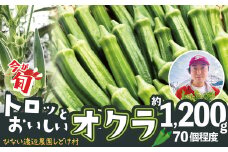 トロッとおいしいオクラ＜約1200g＞ 95P3201　/ 東北 秋田 大館 新鮮 農産物 農家 野菜 おくら オクラ 農産物 産直 農家 ハウス栽培 夏野菜 夏やさい サラダ 総菜  おかず 農家直送