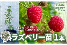 ラズベリー苗 150P7803　/ ラズベリー らずべりー raspberry フランボワーズ キイチゴ 果物 くだもの フルーツ 東北 秋田 大館 おおだて 苗 栽培 苗木 育て方 植え方 マニュアル 説明書付 ラズベリ