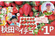 【完熟で香り高い！】秋田のイチゴ１P 50P3423
