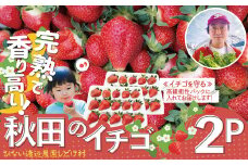 【完熟で香り高い！】秋田のイチゴ２P 100P3401