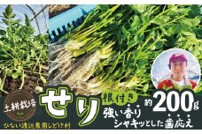 セリ 強い香りとシャキッとした歯応え 約200g 60P3217　/ 東北 秋田 大館 野菜 新鮮 農産物 農家 せり セリ 根っこ 根付き 野菜 せり鍋  農家直送