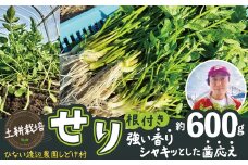 セリ 強い香りとシャキッとした歯応え 約600g 180P3202　/ 東北 秋田 大館 野菜 新鮮 農産物 農家 せり セリ 根っこ 根付き 野菜 せり鍋 農家直送