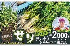 セリ 強い香りとシャキッとした歯応え 約2,000g 600P3201　/ 東北 秋田 大館 野菜 新鮮 農産物 農家 せり セリ 根っこ 根付き 野菜 せり鍋