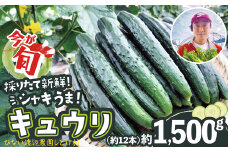 キュウリ 採りたてシャキ旨！ 約1,500g　40P3219　/ 東北 秋田 大館 野菜 新鮮 農産物 農家 きゅうり 農家直送 もろきゅう サラダ 和え物