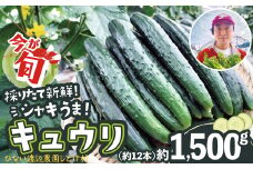 キュウリ 採りたてシャキ旨！ 約1,500g　40P3219　/ 東北 秋田 大館 野菜 新鮮 農産物 農家 きゅうり 農家直送 もろきゅう サラダ 和え物