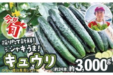 キュウリ 採りたてシャキ旨！ 約3,000g　80P3205　/ 東北 秋田 大館 野菜 新鮮 農産物 農家 きゅうり 農家直送 もろきゅう サラダ 和え物