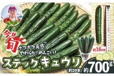ステックキュウリ ポクポク柔らか！めんこい！約20本　45P3206　/ 東北 秋田 大館 野菜 新鮮 農産物 農家  農家直送  きゅうり ちくきゅう ステックきゅうり サラダ キュウリ